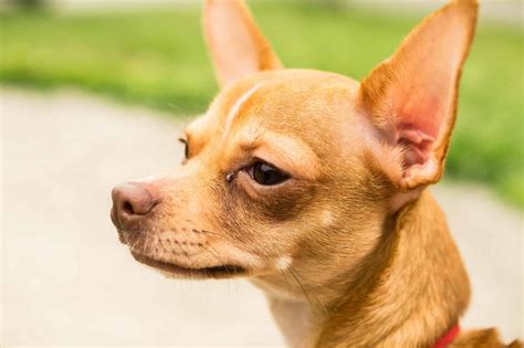 Chihuahua Colors: Rarest to Most Common - A-Z Animals