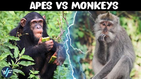 Are Monkeys And Primates The Same at Ryan Moorman blog