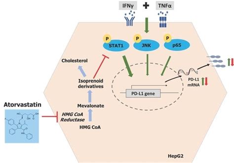 Atorvastatin Attenuates Programmed Death Ligand-1 (PD-L1) Induction in ...