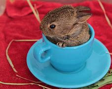 Image result for Cutest Baby Bunny in Tea Cup