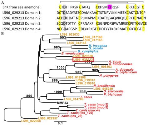 ShK-Domain-Containing Protein from a Parasitic Nematode Modulates ...