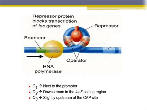 Image result for Lac Operon Negative Control