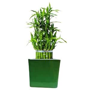 STYLEFORMA 3 Layer Good Luck Vastu Lucky [Bamboo] Plants - Feng Sui ...