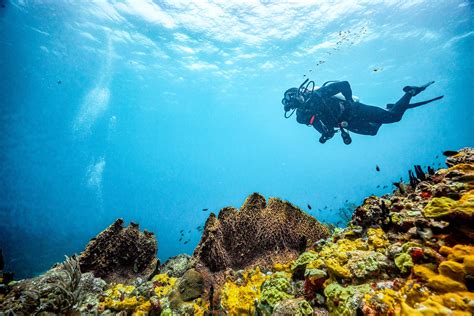 Deep Sea Diving Tutorial 的图像结果