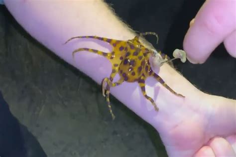 Image result for Blue-Ringed Octopus Attack