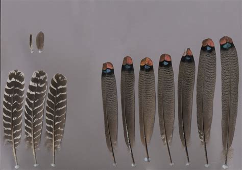 Ocellated Turkey (Meleagris ocellata)