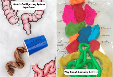 Image result for Digestive System Fun Activities