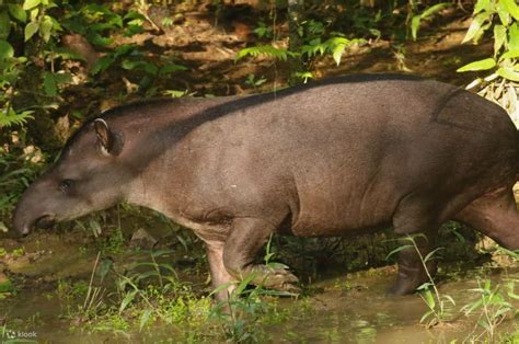 Manu Biosphere Reserve Tour 6 Days - Klook India