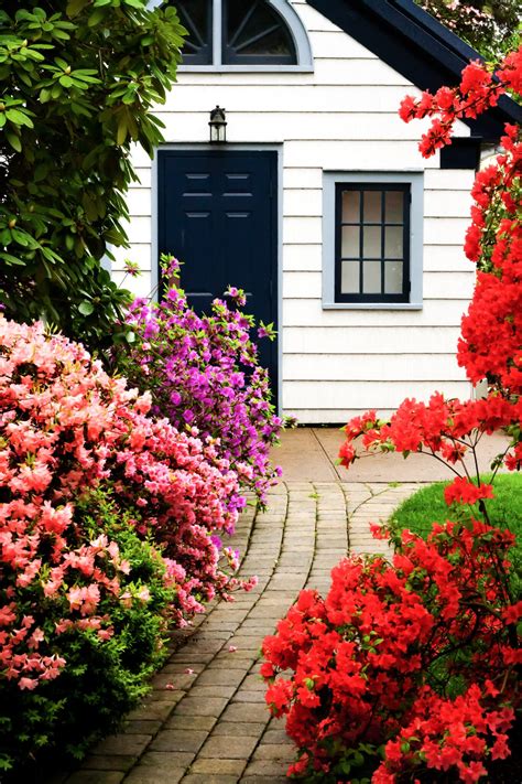 How to Prune Azaleas to Keep Them Blooming