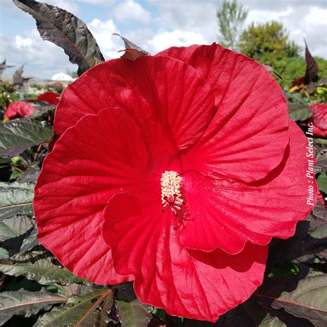 Pépinière.ca | Hibiscus 'Midnight Marvel'