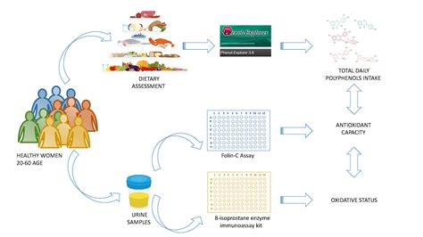 Diet and Oxidative Status. The Dietary Pattern and Urinary 8 ...