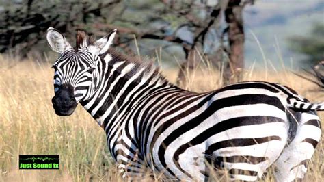 Image result for Zebra Voice