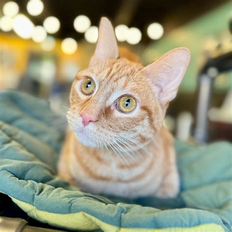 Cat cafes in North Carolina - Traveling Cats