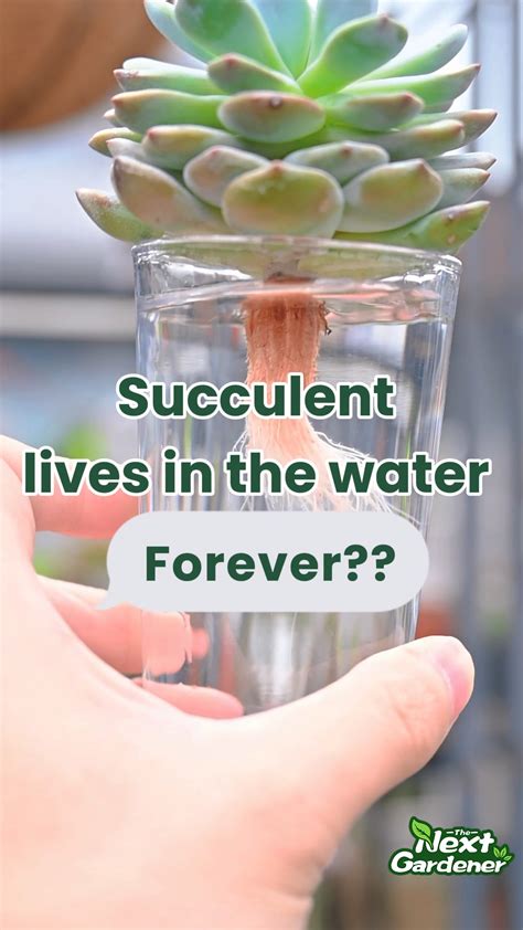 Best 13 How Much Sun Do Succulents Need – Artofit