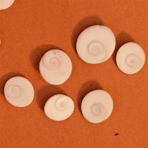 Gomti Chakra - Pack of 11 – ServDharm