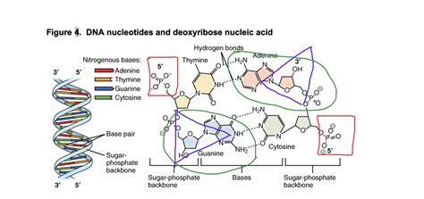 DNA Basic Unit 的图像结果