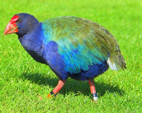 Takahē - New Zealand, critically endangered | Birds, Flightless bird ...