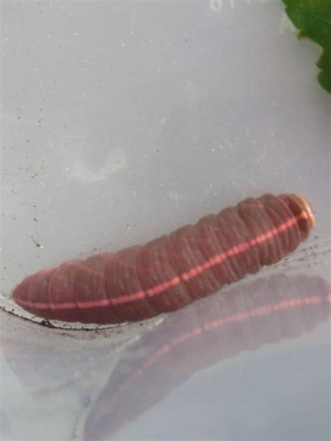 12 Rare Pink Caterpillars (Pictures and Identification)