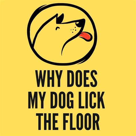 Why Does My Dog Lick the floor? 8 Surprising Reasons - Oxford Pets