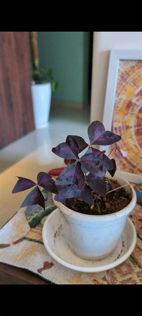 Passiflora Inspiration Plant