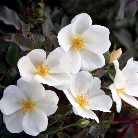 White Knock Out® Rose - 3 gallon container – Lots of Plants