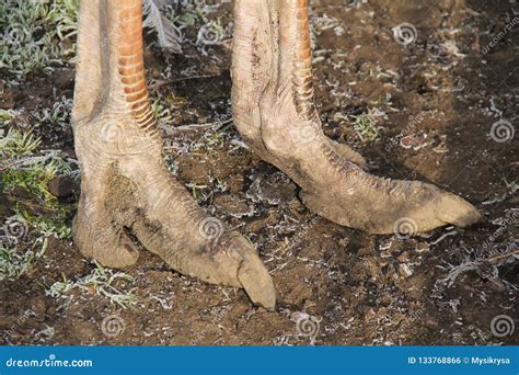 Feet of ostrich stock photo. Image of exotic, fingers - 133768866