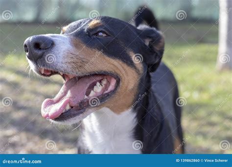 Appenzell Cattle Dog Standing on the Green Grass Stock Photo - Image of ...