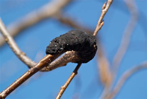 Image result for What Causes Tree Rot