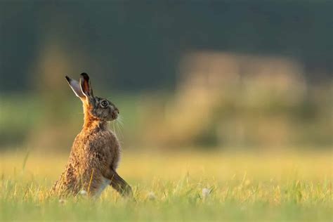 Pygmy Rabbit Facts 的图像结果