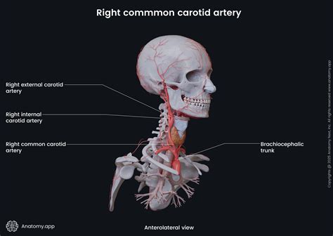Common carotid artery | Anatomy.app