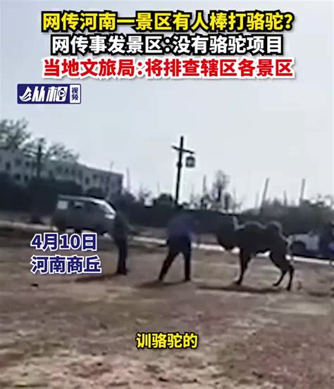 商丘文旅部门回应“两男子棒打骆驼”：警方已批评教育，骆驼退回凤凰网河南_凤凰网