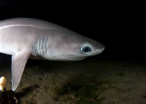 9 Deep Sea Sharks