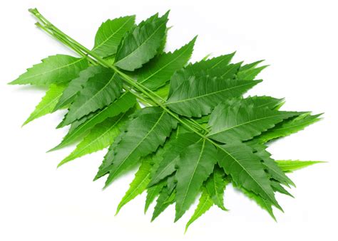 Health Benefits of Neem - Health Benefits