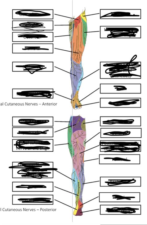 Peripheral Nerve Distribution 的图像结果