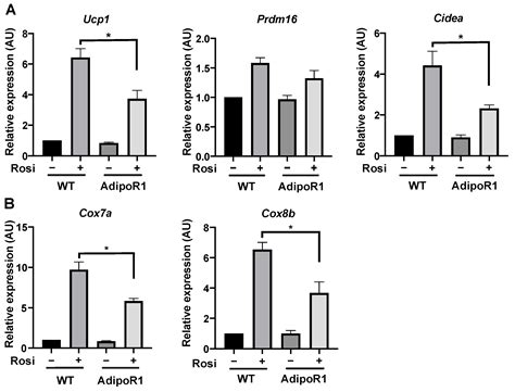 Overexpression of Adiponectin Receptor 1 Inhibits Brown and Beige ...