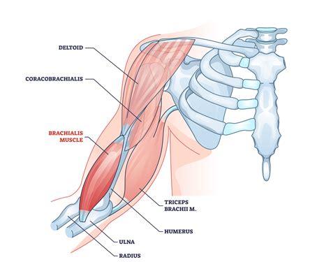 5 Best Brachialis Exercises (with Pictures!): For Full Biceps - Inspire US