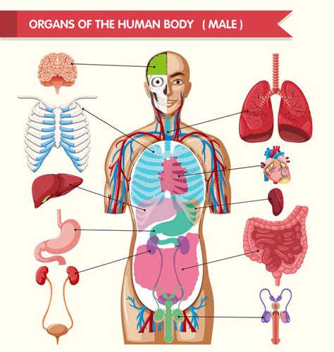 Drawing Of Human Body Organs – Warehouse of Ideas