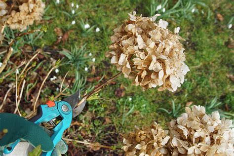 Image result for Pruning Hydrangea Standard Tree Fall