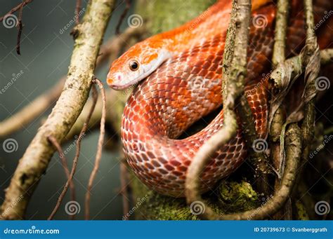 Red rat snake stock image. Image of creeper, corn, creepy - 20739673