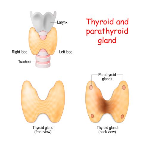 Parathyroid Gland Location