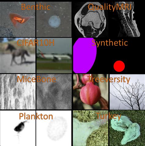 Image result for Dataset Example