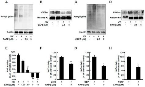 Caffeic Acid Phenethyl Ester Inhibits UV-Induced MMP-1 Expression by ...