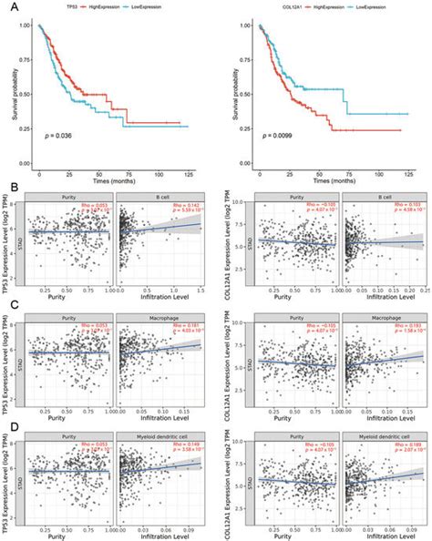 Deep Clustering-Based Immunotherapy Prediction for Gastric Cancer mRNA ...