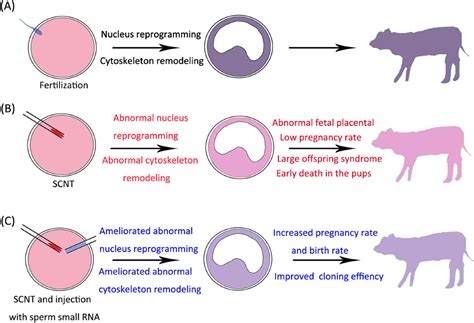 Cloning Examples 的图像结果