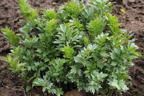 Любисток аптечный (Levisticum officinalis) - купить саженцы в Минске