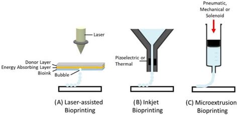 Translational Application of 3D Bioprinting for Cartilage Tissue ...