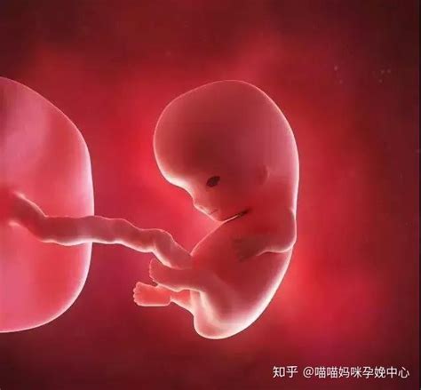 怀孕4个月胎儿发育过程图_亲子百科_生男生女帮