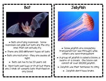 Animal Fact Cards Version 2 by Early Childhood Resource Center | TpT