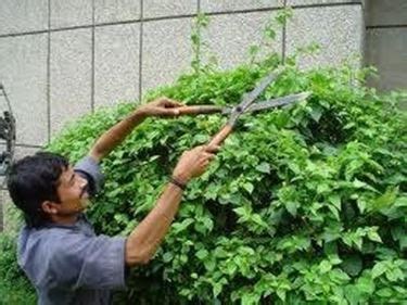 taglio siepe   Siepi