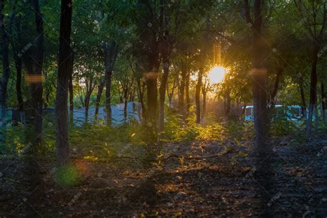 阳光树林自然光摄影图森林高清摄影大图-千库网